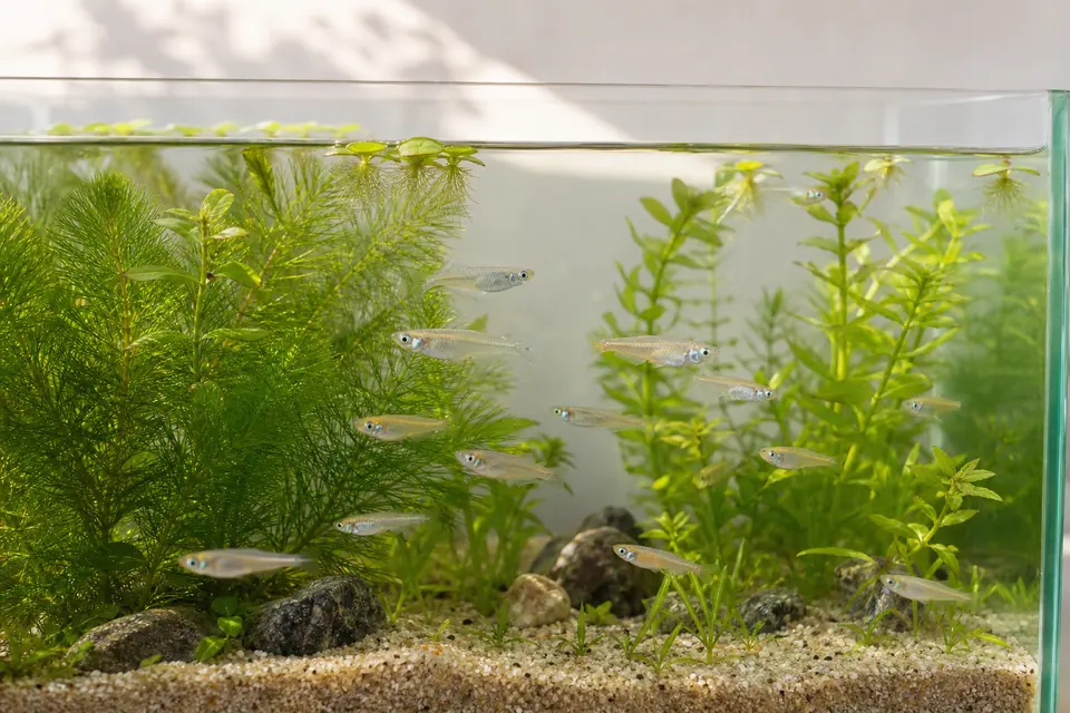マツモやアナカリスを植えた明るい水槽を泳ぐメダカ