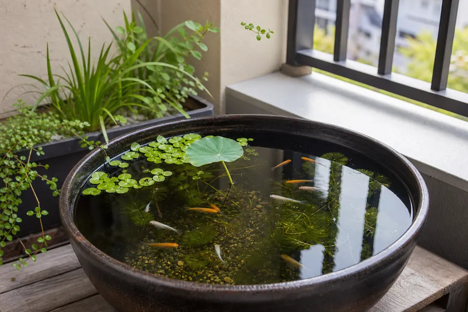 ベランダの睡蓮鉢で水草とメダカを育てる屋外ビオトープ