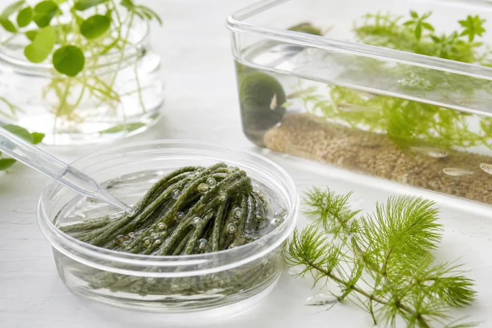 産卵床についたメダカの卵と採卵用スポイトを置いた明るい水槽まわり