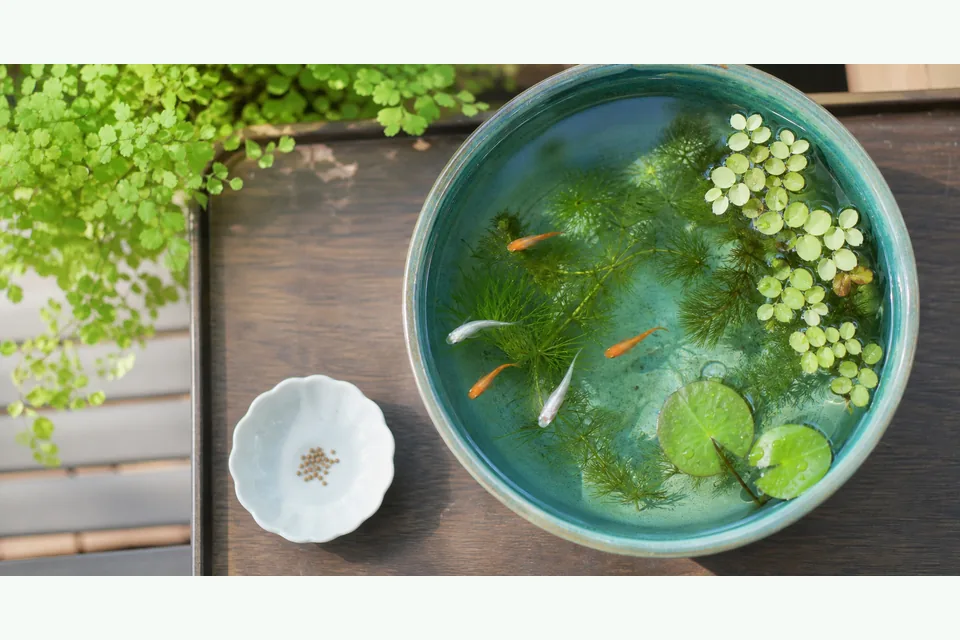 屋外のメダカ鉢と少量の餌を並べて季節ごとの餌量を確認している様子