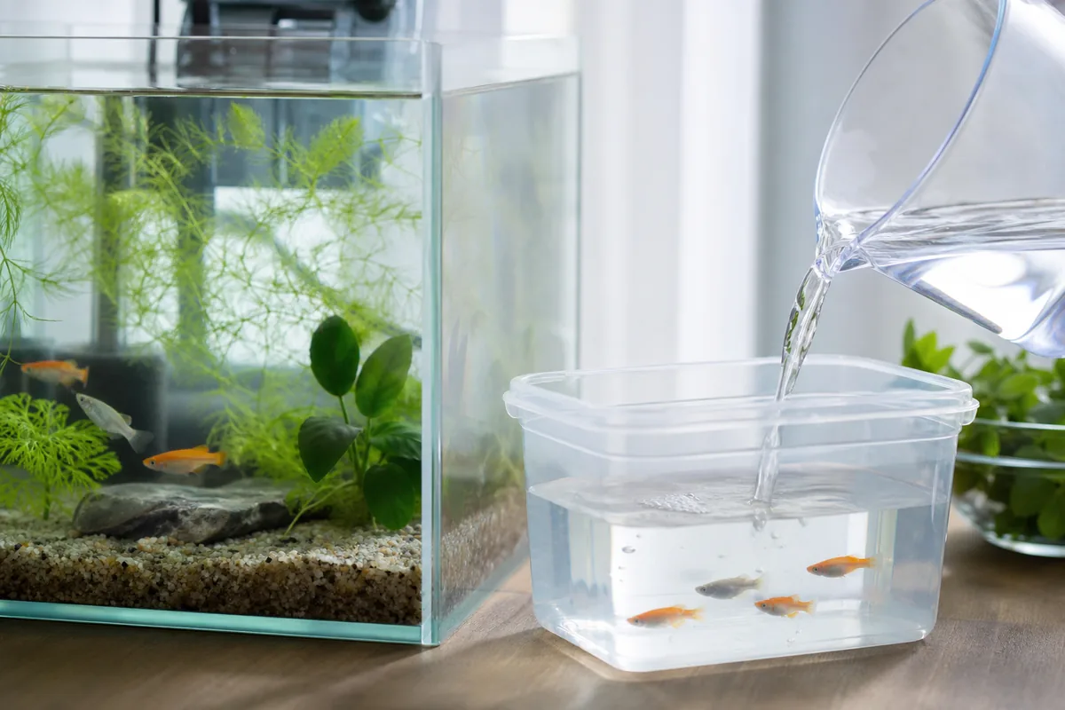 メダカのいる小容器へ水槽の飼育水を少量ずつ加える水質合わせ
