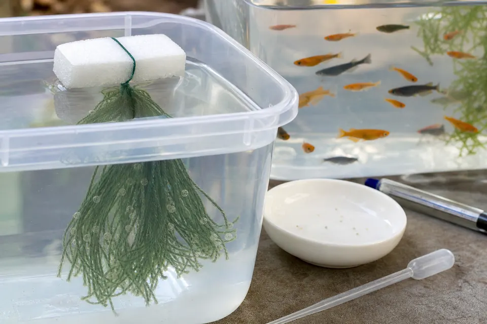水面近くに浮かべた手作り産卵床と採卵用の小皿
