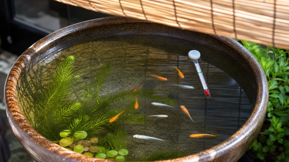 日よけをした屋外メダカ容器に水温計と水草を入れて夏の水温を確認している様子
