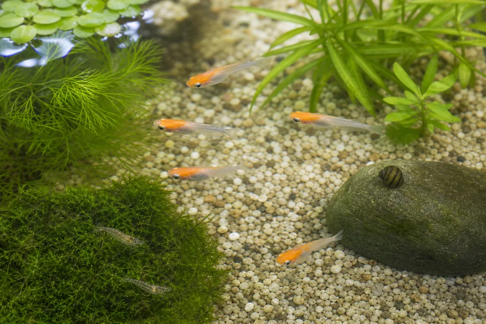 水草のある水槽でメダカとミナミヌマエビと石巻貝が暮らす様子