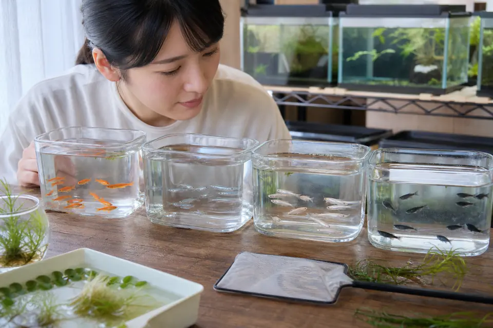 初心者が透明な容器で赤系、銀青系、白系、黒系のメダカを見比べている様子